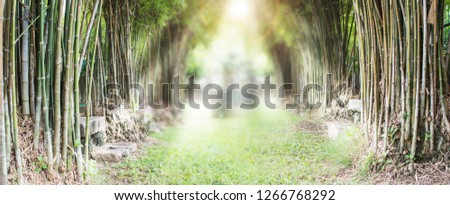 Bamboo forest and green meadow grass with natural light in blur style. Bamboos green leaves and bamboo tree with bokeh in nature forest. Nature pattern view of leaf on blurred greenery background.