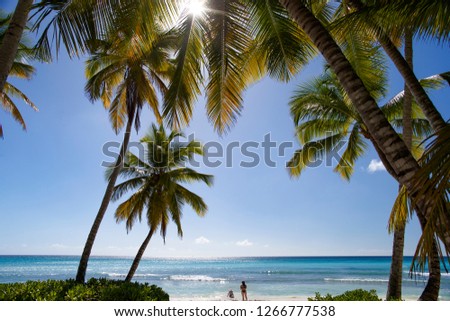 Dominican Republic, Caribbean Sea, Saona Island, palm grove.