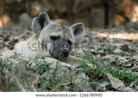 Behavior of spotted hyena