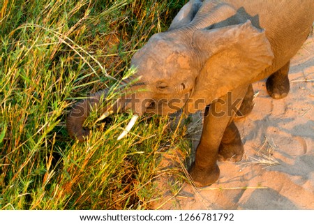 African Elephant (Loxodonta africana),  eating reeds. The Common Reeds (Phragmites australis) are found  in wetland, banks and shallows,   Olifants, Kruger National Park, South Africa