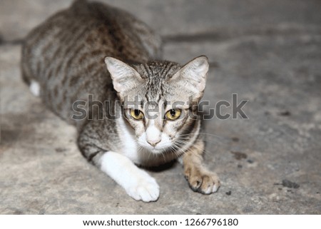 The gray cat look like tiger.