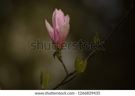 Magnolia on bokeh background