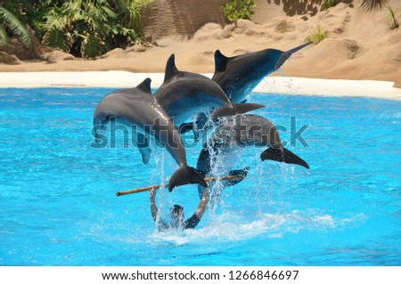 Dolphin Show, Entertainment park, Canary Islands