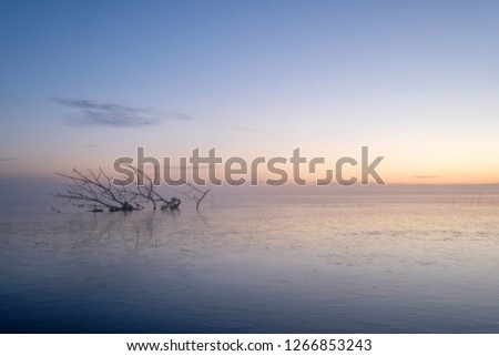 a tree frozen in the lake in the shape of an animal horn with pastel colors in the background during an early morning