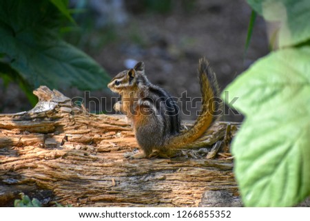 Fluffy little chipmunk scurrying about to stock food up for the winter months.