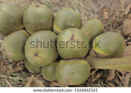 african fruits close up: big cut branch full  of green round palm fruits, lying on a green grass on the ground, outdoors on a sunny summer day in the Gambia, Africa