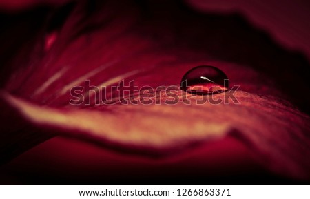 A drop of water on a Hibiscus Petal