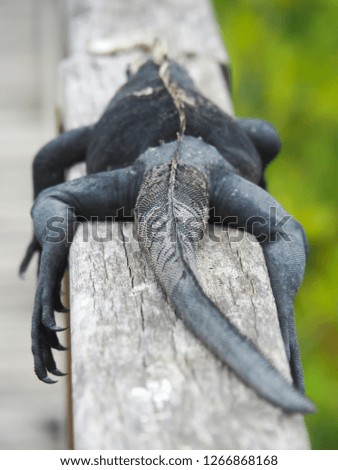 Galapagos marine iguana, Amblyrhynchus cristatus, resting on rail: travel and tourism Ecuador