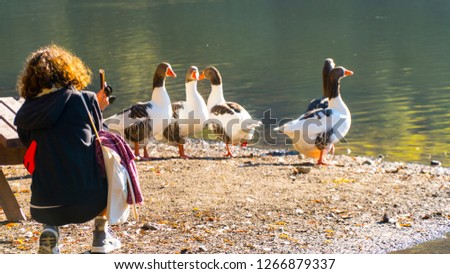 Young woman taking pictures of cute piebald ducks at lake side, Izmir, Turkey.