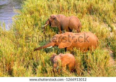 African Elephants (Loxodonta africana),  eating reeds. The Common Reeds (Phragmites australis) are found  in wetland, banks and shallows,  Kruger National Park, South Africa.