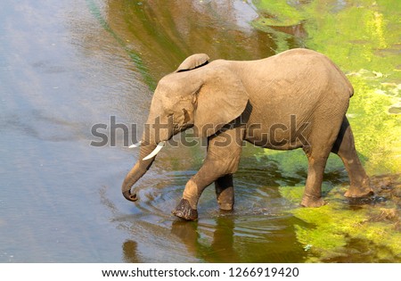 African Elephant (Loxodonta africana),  eating reeds. The Common Reeds (Phragmites australis) are found  in wetland, banks and shallows, Olifants River, Kruger National Park, South Africa.