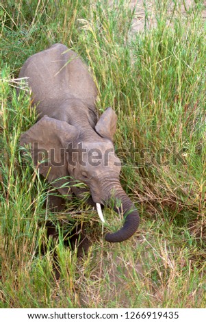 African Elephant (Loxodonta africana),  eating reeds. The Common Reeds (Phragmites australis) are found  in wetland, banks and shallows, Olifants River, Kruger National Park, South Africa.