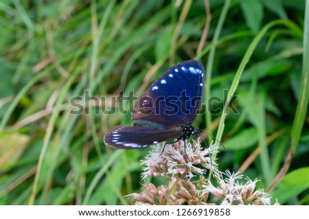Butterfly on a garden flower during summer time