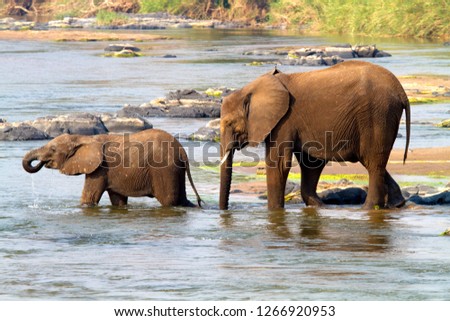 African Elephants (Loxodonta africana) - Young, crossing the river, Olifants River,  Kruger National Park, South Africa.