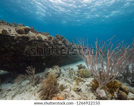 Seascape of coral reef in Caribbean Sea around Curacao at dive site Tugboat Saba with sunken Tugboat and coral and sponge