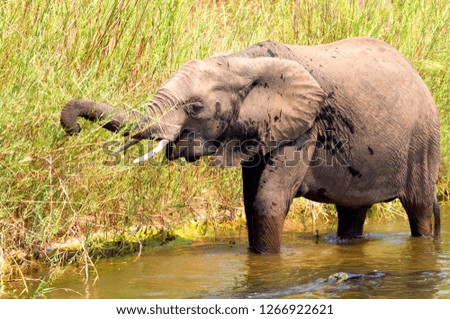 African Elephant (Loxodonta africana),  eating reeds. The Common Reeds (Phragmites australis) are found  in wetland, banks and shallows, Kruger National Park, South Africa.