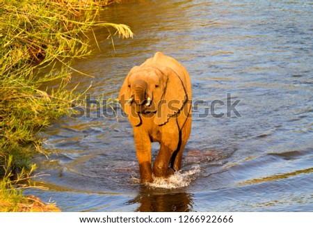 African Elephant (Loxodonta africana),  eating reeds. The Common Reeds (Phragmites australis) are found  in wetland, banks and shallows, Kruger National Park, South Africa.