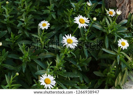 wonderful big-leaved daisy flowers in the garden,
