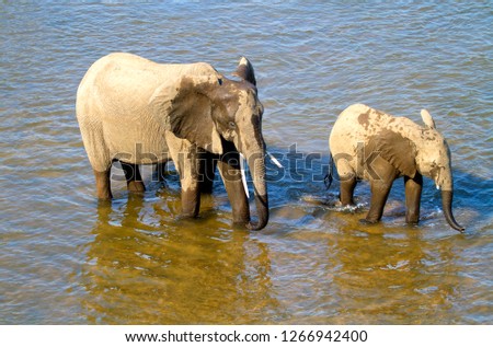 African Elephants (Loxodonta africana), crossing the river, Olifants River,  Kruger National Park, South Africa.