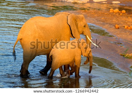 African Elephants (Loxodonta africana), crossing the river, Olifants River,  Kruger National Park, South Africa.
