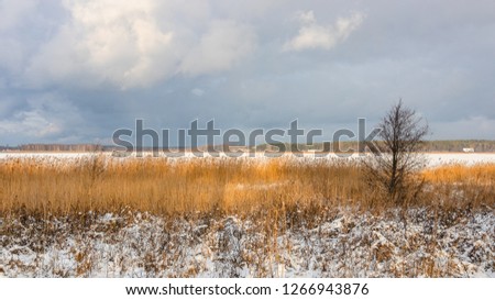A landscape with a white, snowy shore of frozen lake with dry reeds. The lake is covered with ice and snow.