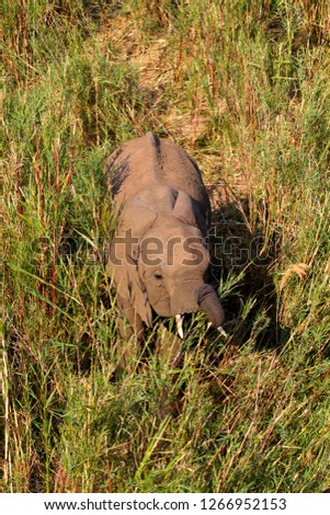 African Elephant (Loxodonta africana), eating reeds in the river. The Common Reeds (Phragmites australis) are found  in wetland, banks and shallows,  Kruger National Park, South Africa.