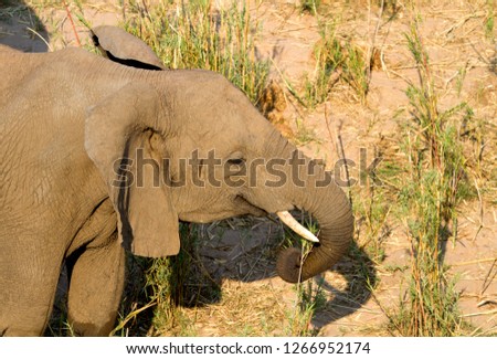 African Elephant (Loxodonta africana), eating reeds in the river. The Common Reeds (Phragmites australis) are found  in wetland, banks and shallows,  Kruger National Park, South Africa.