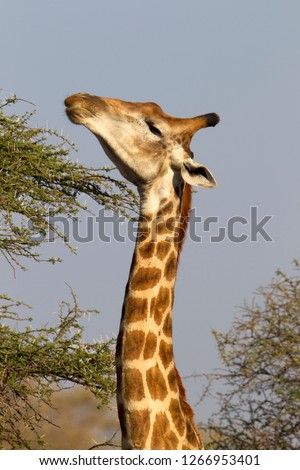 Giraffe (giraffa camelopardalis), eating, Kruger National Park, South Africa.
