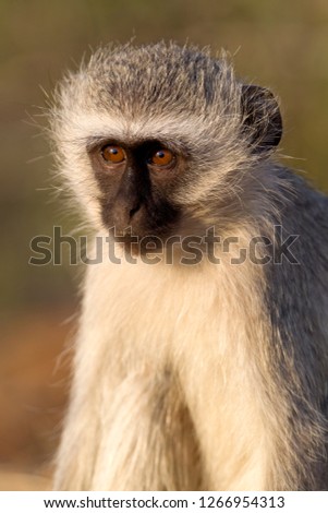 Vervet Monkey (Cercopithecus aethiops), Kruger National Park, South Africa.