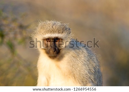 Vervet Monkey (Cercopithecus aethiops), Kruger National Park, South Africa.