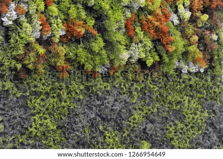 Background. Carpet from natural plants