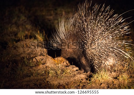 rare nocturnal african porcupine at night Hwange National Park