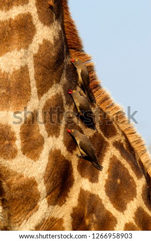 Redbilled Oxpeckers (Buphagus erythrorhynchus), on the Giraffe (Giraffa camelopardalis), Kruger National Park, South Africa.