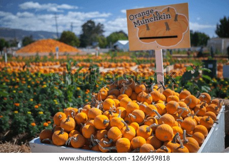 Pumpkin stalks on display for sale at pumpkin patch. Holiday-themed image.
The variety of pumpkin: Orange Munchkin