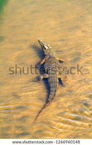Nile Crocodile (Crocodylus niloticus), in the river, Olifants River, Kruger National Park, South Africa.