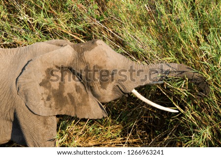 African Elephant (Loxodonta africana),eating, Kruger National Park, South Africa.