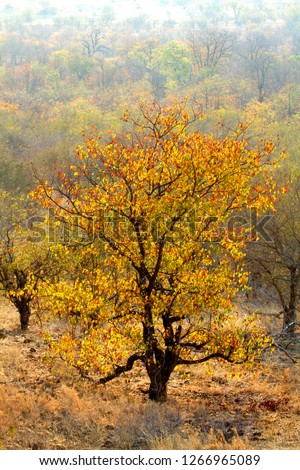 Mopane Pomegranate (Rhigozum zambesiacum), in dry season, Kruger National Park, South Africa.