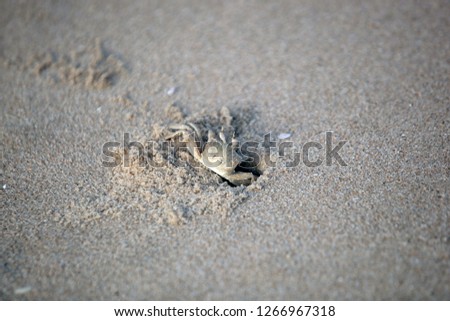ghost crab in a hole at the Atlantic beach, on a sunny day outdoors in the Gambia - horizontal photography