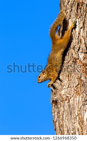 Tree Squirrel (Paraxerus cepapi), in the tree, Kruger National Park, South Africa.