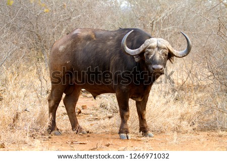 African Buffalo (Syncerus caffer), Kruger National Park, South Africa.