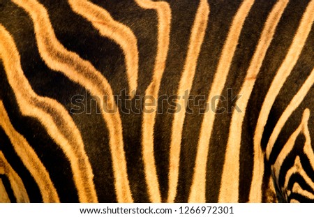 Cape Mountain Zebra (Equus zebra), details, Kruger National Park, South Africa.