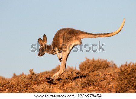 Red Kangaroo jumping