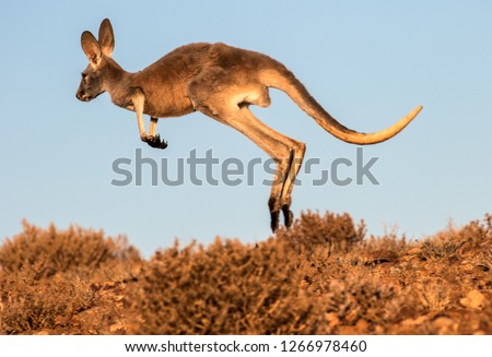 Red Kangaroo jumping