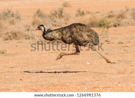 Running Emu bird Royalty-Free Stock Photo #1266981376
