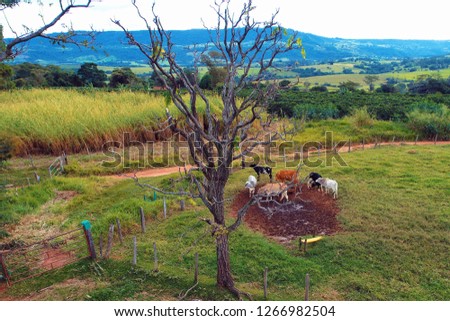 Aerial view of agriculture and rural scene. Beaufiful landscape. Great countryside view. Dry tree. Animals in nature. Wild life.  Great rural scene.