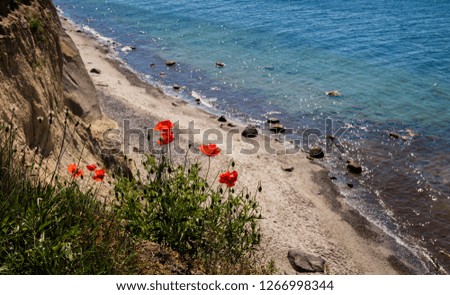 Poppy on the steep coast on the island of Usedom on the Baltic Sea, Germany