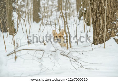 redhead little dog in the winter forest, welsh corgi pembroke