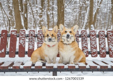 two red dogs on a bench in the winter forest