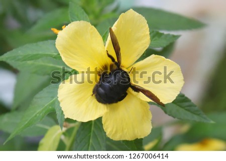 the beetle insect flew towards the yellow flower