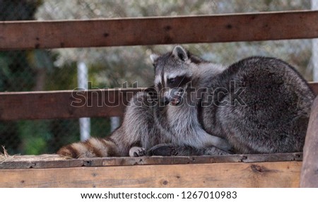 Playing raccoon Procyon lotor pair on a porch in Southern Florida